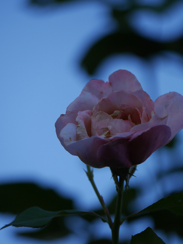 2023-07-30 06_59№(0017).JPG