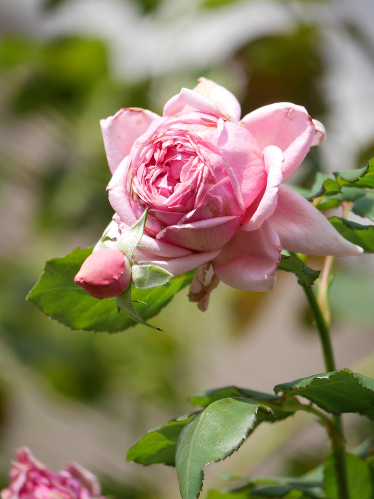 2023-09-27 07_35№(0013).JPG