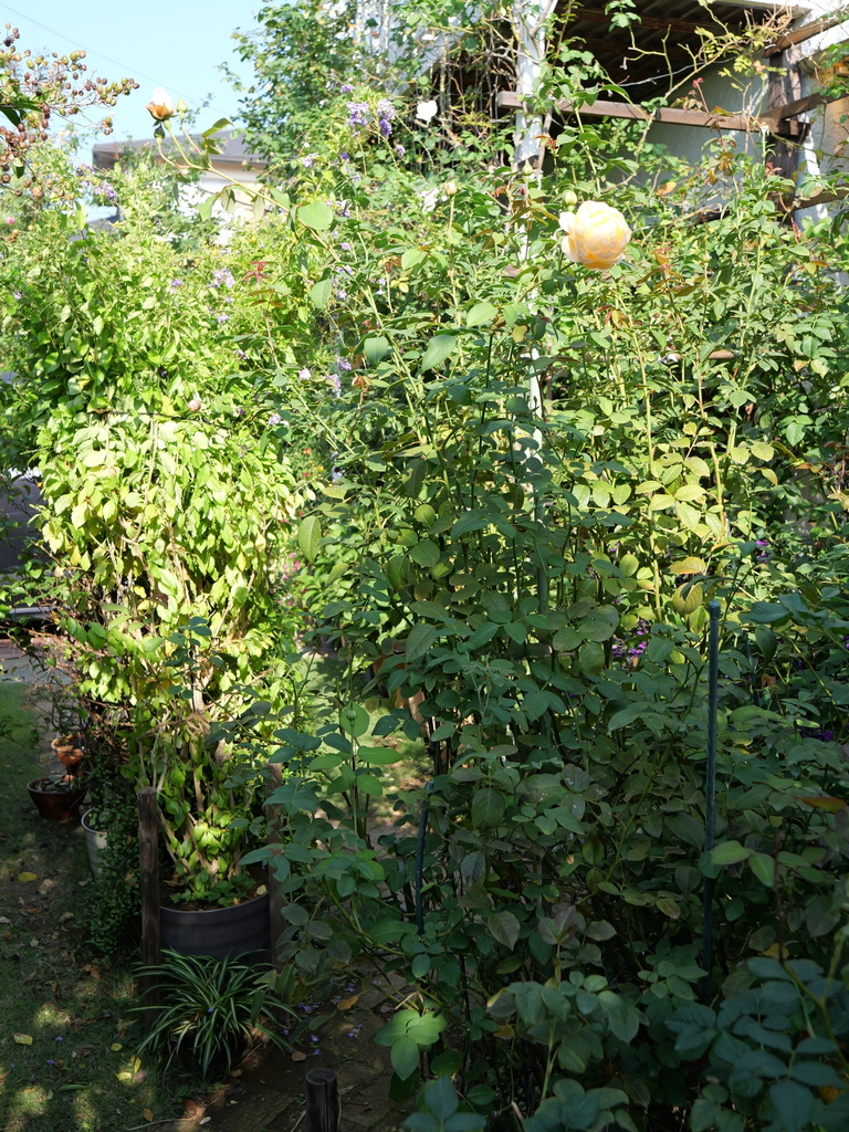 2023-11-03 09_18№(0037).JPG