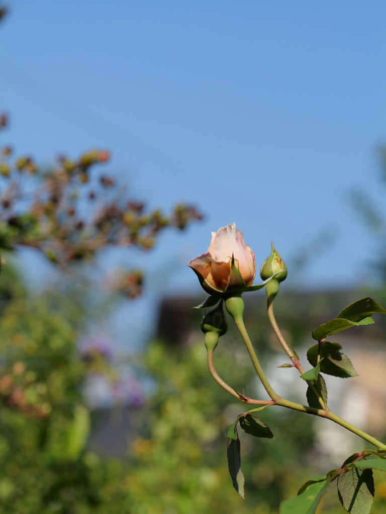 2023-11-03 09_18№(0040).JPG