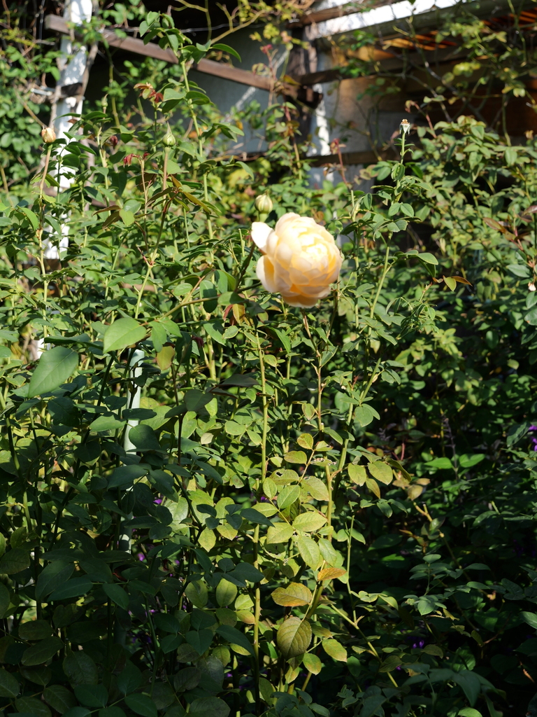 2023-11-03 09_19№(0042).JPG