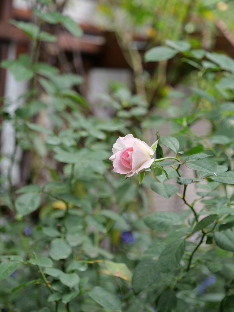 2023-11-05 09_01№(0099).JPG