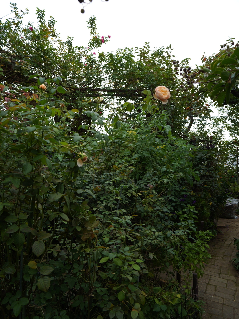 2023-11-05 09_02№(0110).JPG