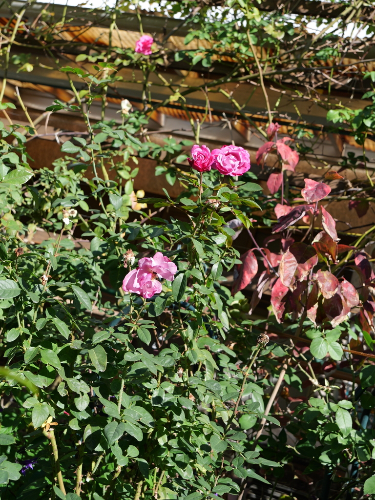 2023-11-19 10_38№(0034).JPG