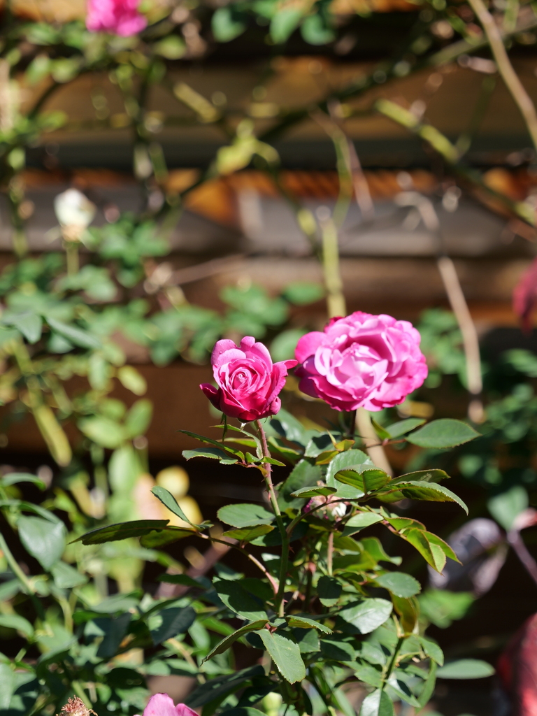 2023-11-19 10_38№(0036).JPG