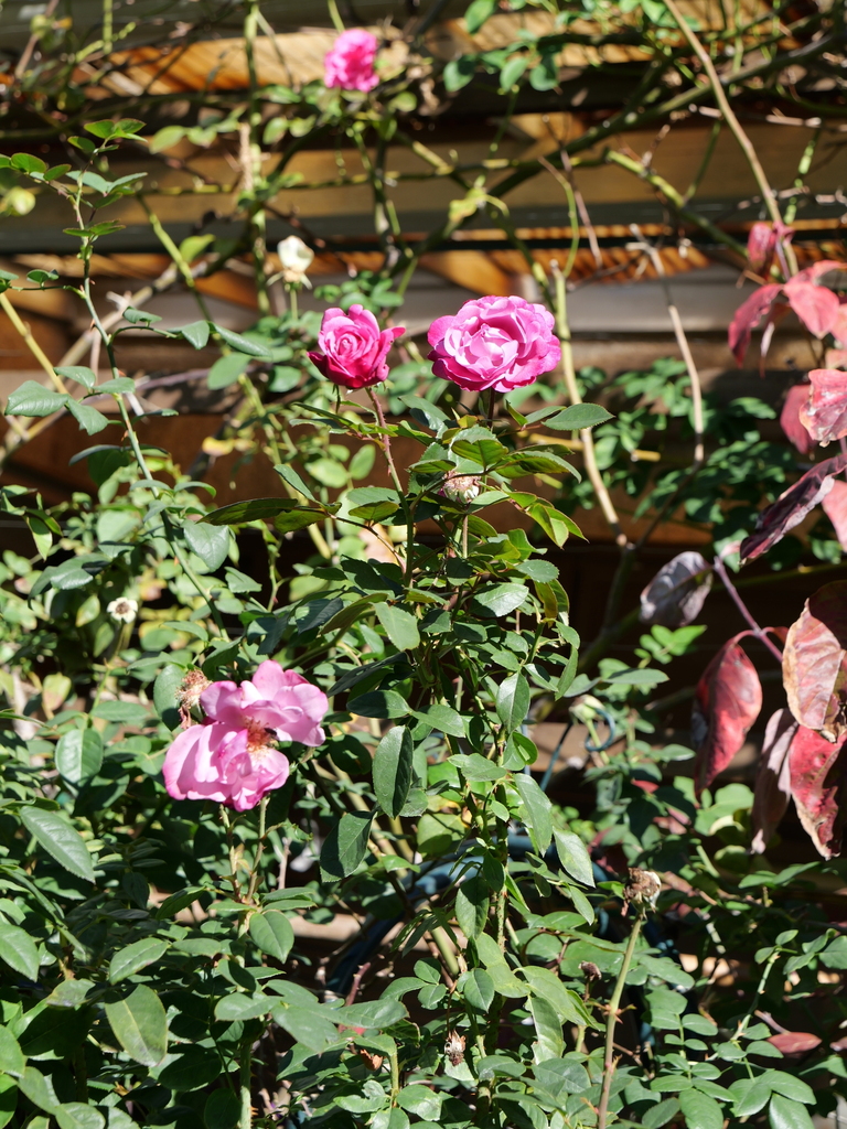 2023-11-19 10_38№(0037).JPG