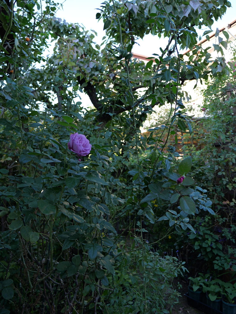 2023-11-19 14_48№(0054).JPG