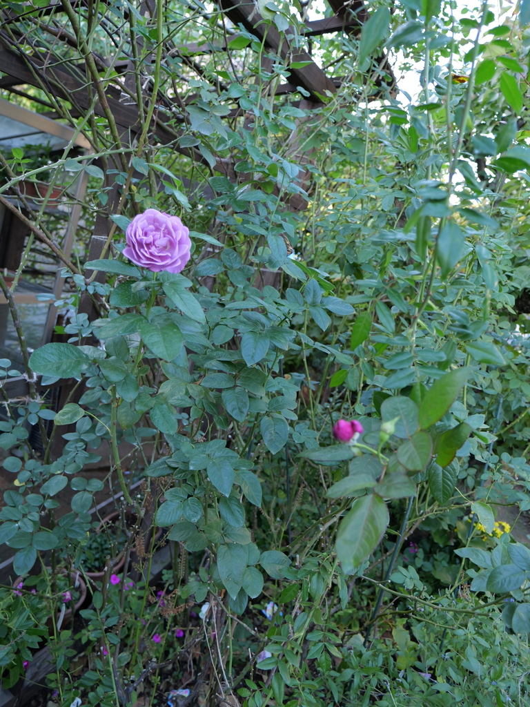 2023-11-19 14_49№(0061).JPG