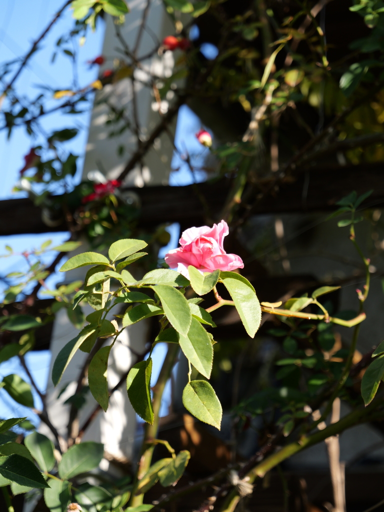 2023-12-07 09_44№(0109).JPG