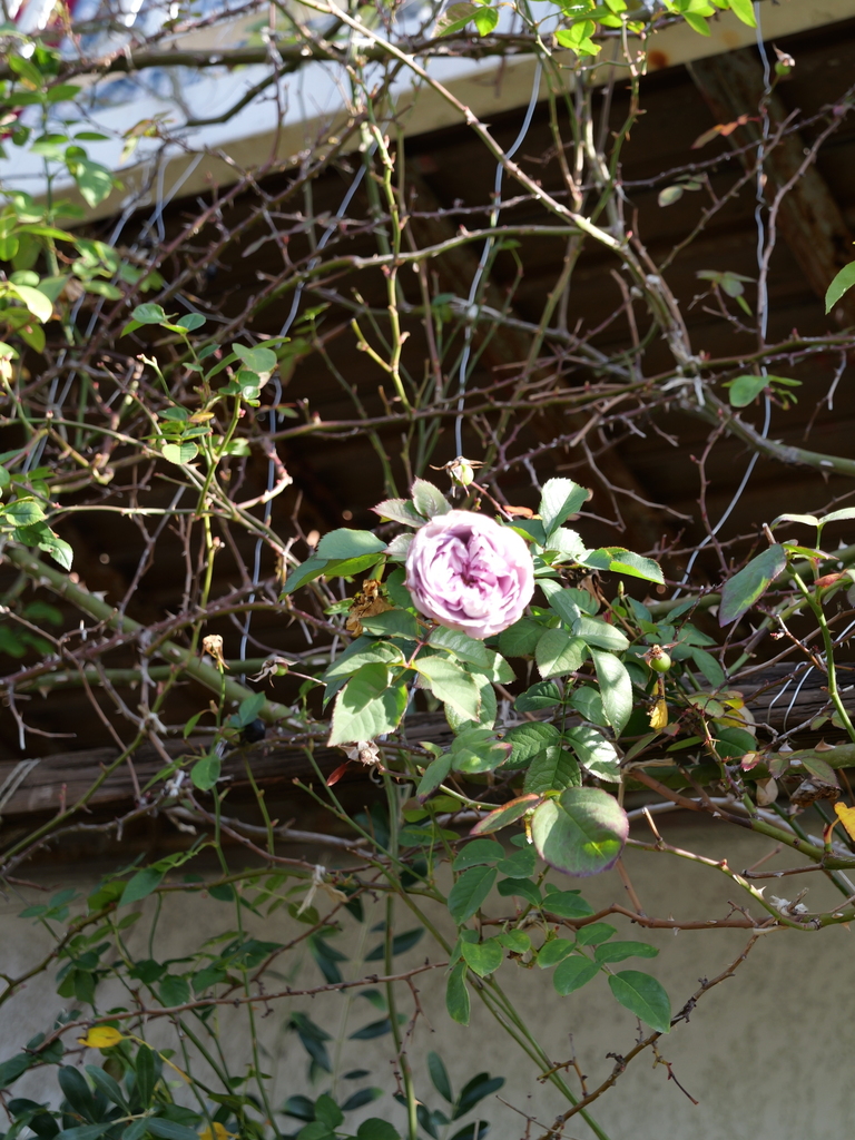 2024-02-24 09_06№(0045).JPG