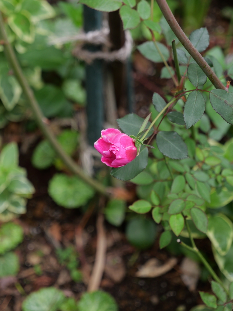 2024-04-08 10_41№(0111).JPG