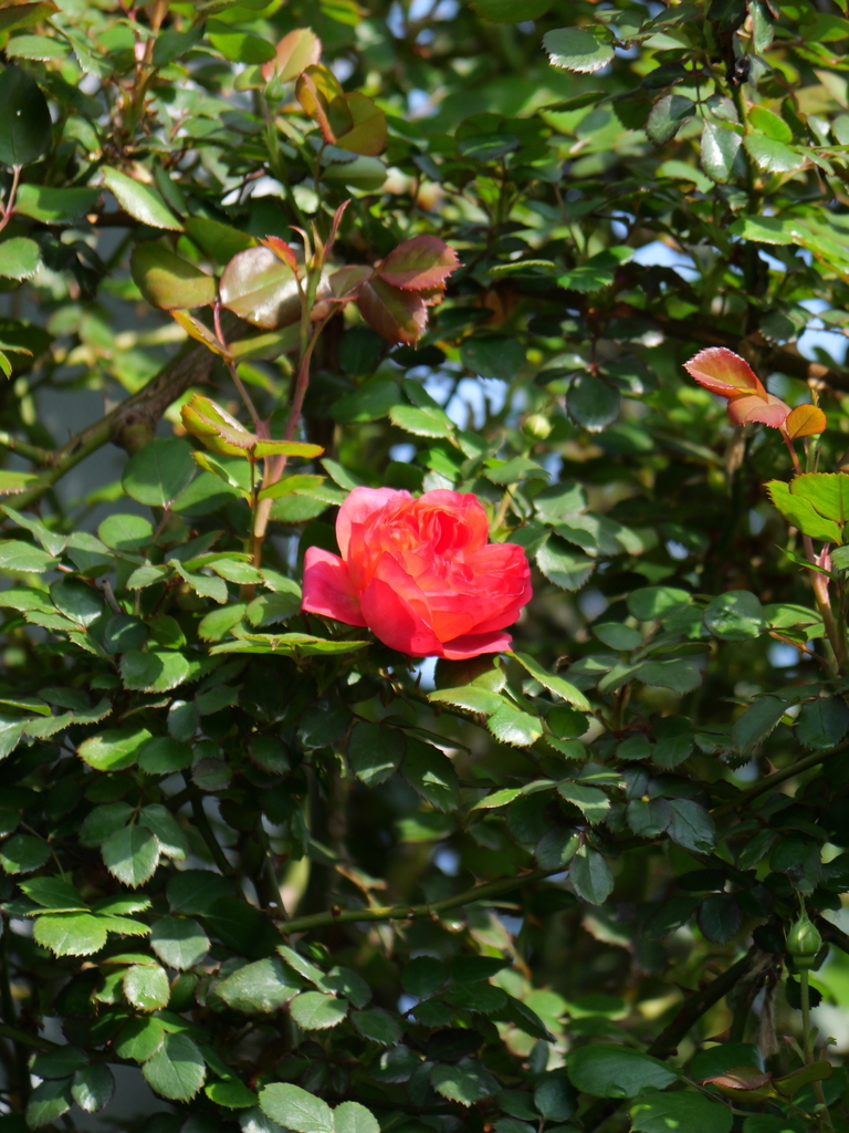 2024-04-15 08_05№(0190).JPG