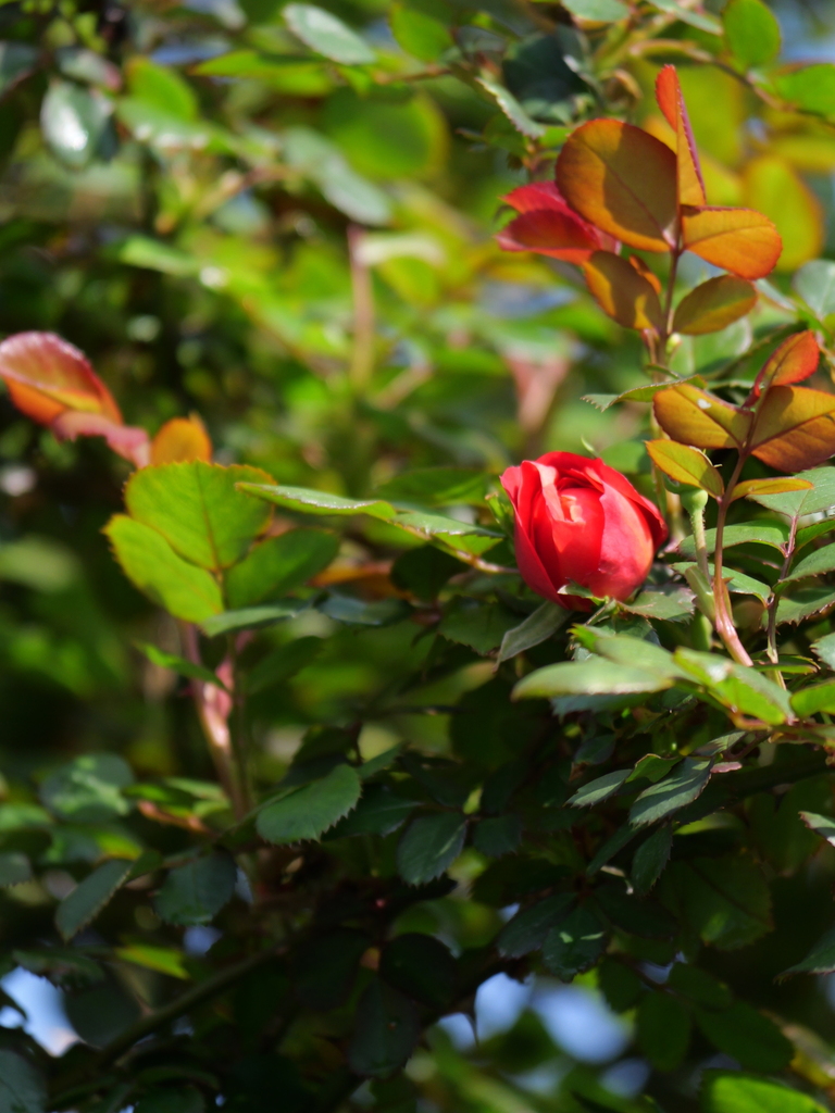 2024-04-15 08_05№(0194).JPG