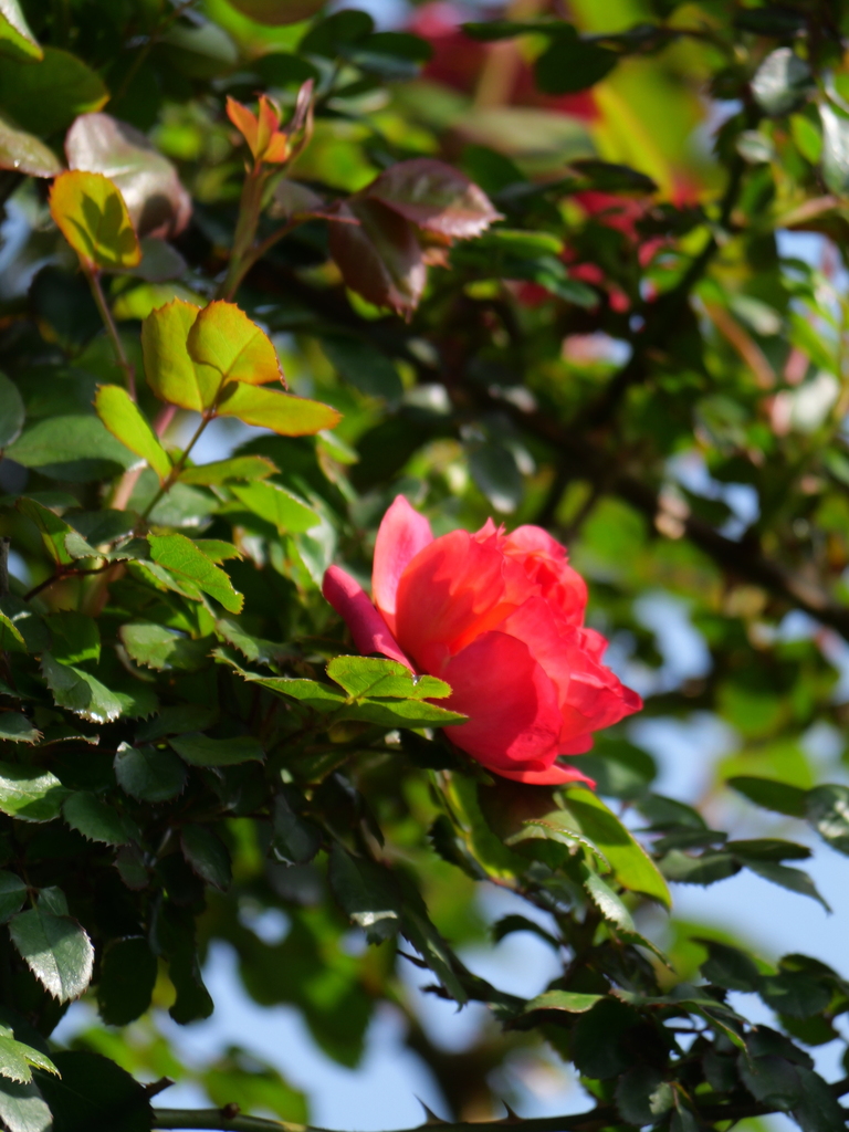 2024-04-15 08_05№(0196).JPG