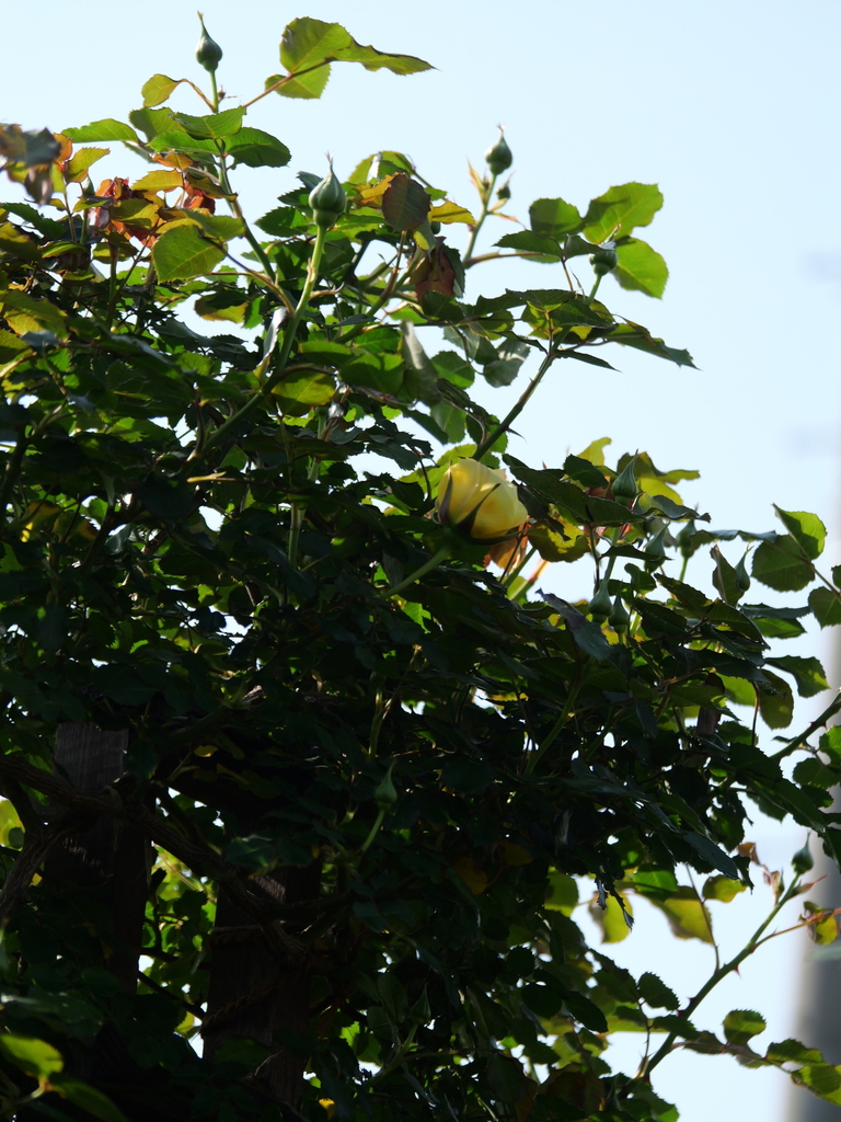 2024-04-15 08_06№(0203).JPG