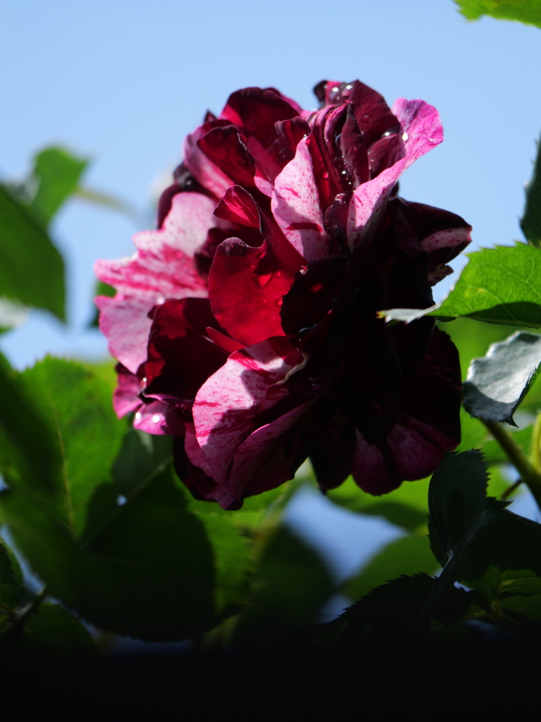 2024-04-30 13_45№(0096).JPG