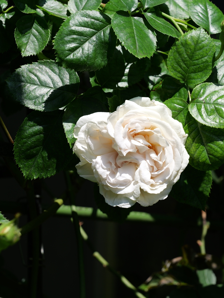 2024-04-30 13_55№(0171).JPG