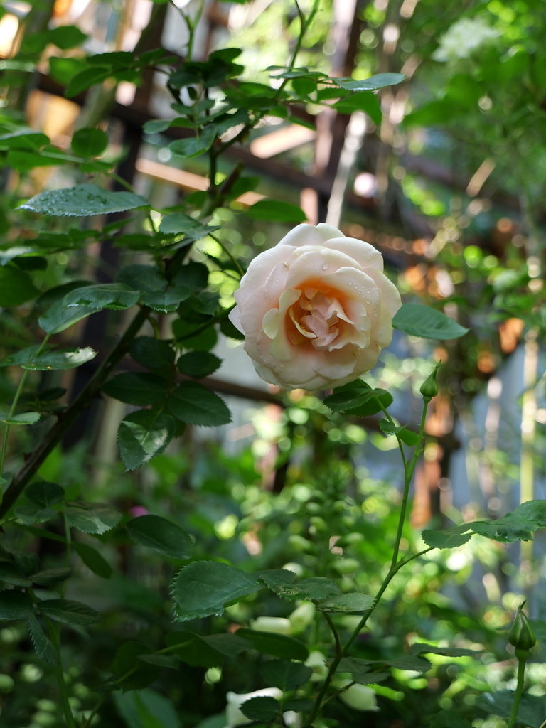 2024-04-30 14_01№(0231).JPG
