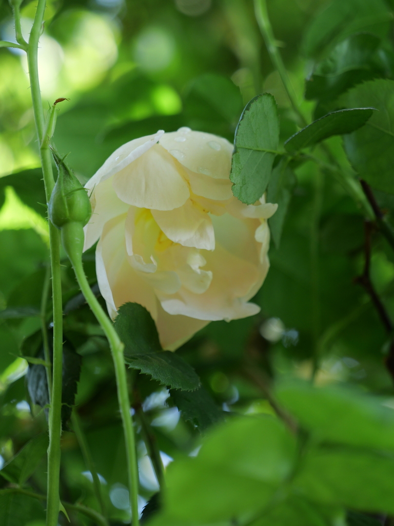 2024-04-30 14_02№(0236).JPG