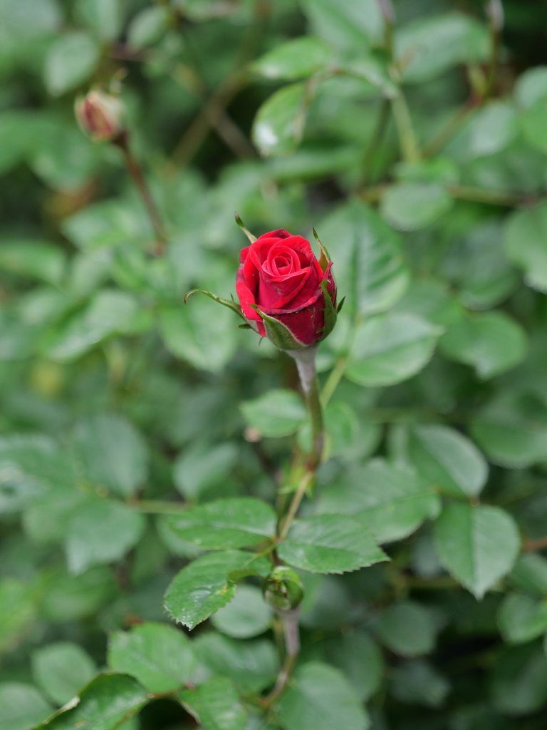 2024-05-01 08_44№(0029).JPG