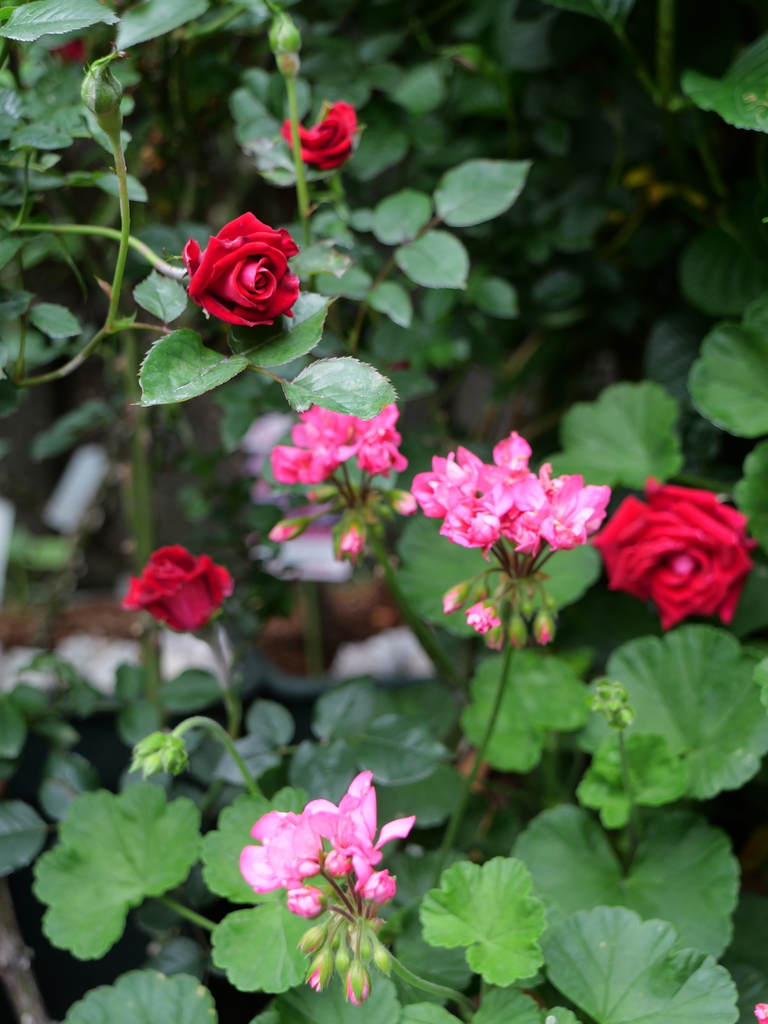 2024-05-01 08_44№(0031).JPG