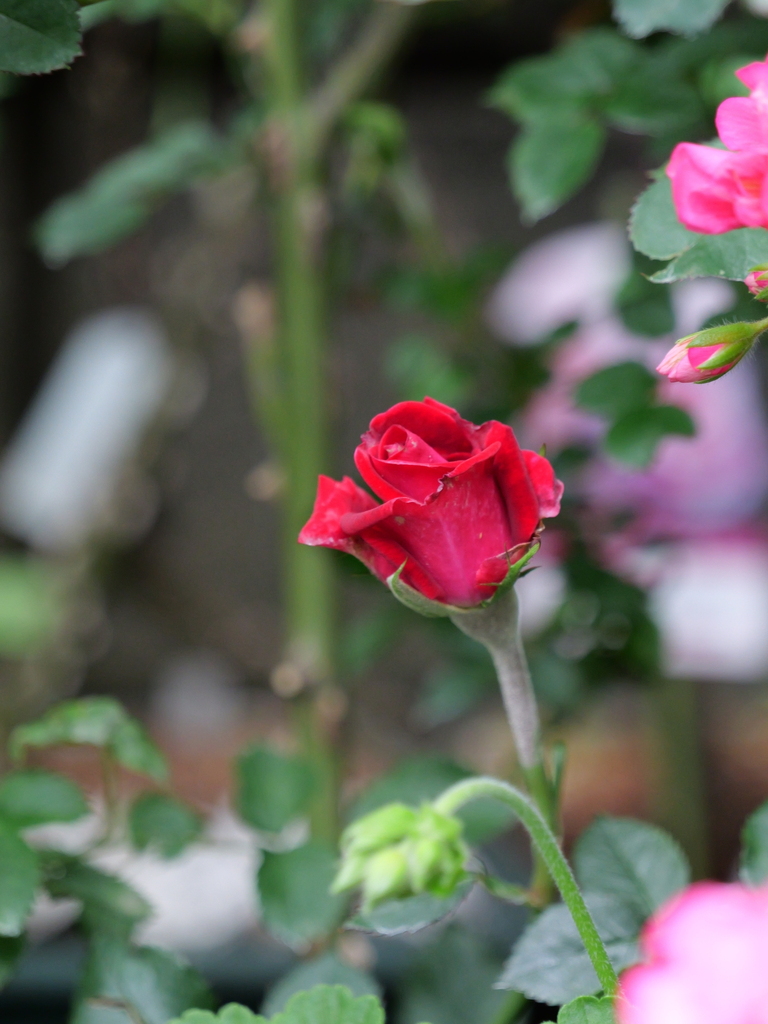 2024-05-01 08_44№(0033).JPG