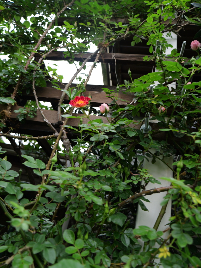2024-05-01 08_44№(0034).JPG