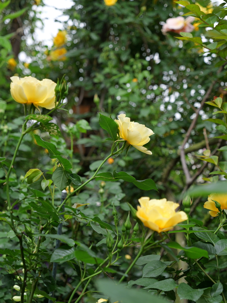 2024-05-01 08_52№(0100).JPG