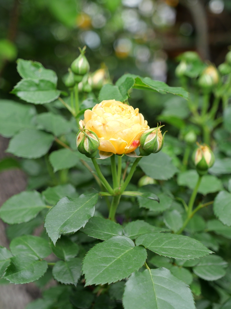 2024-05-01 08_52№(0105).JPG