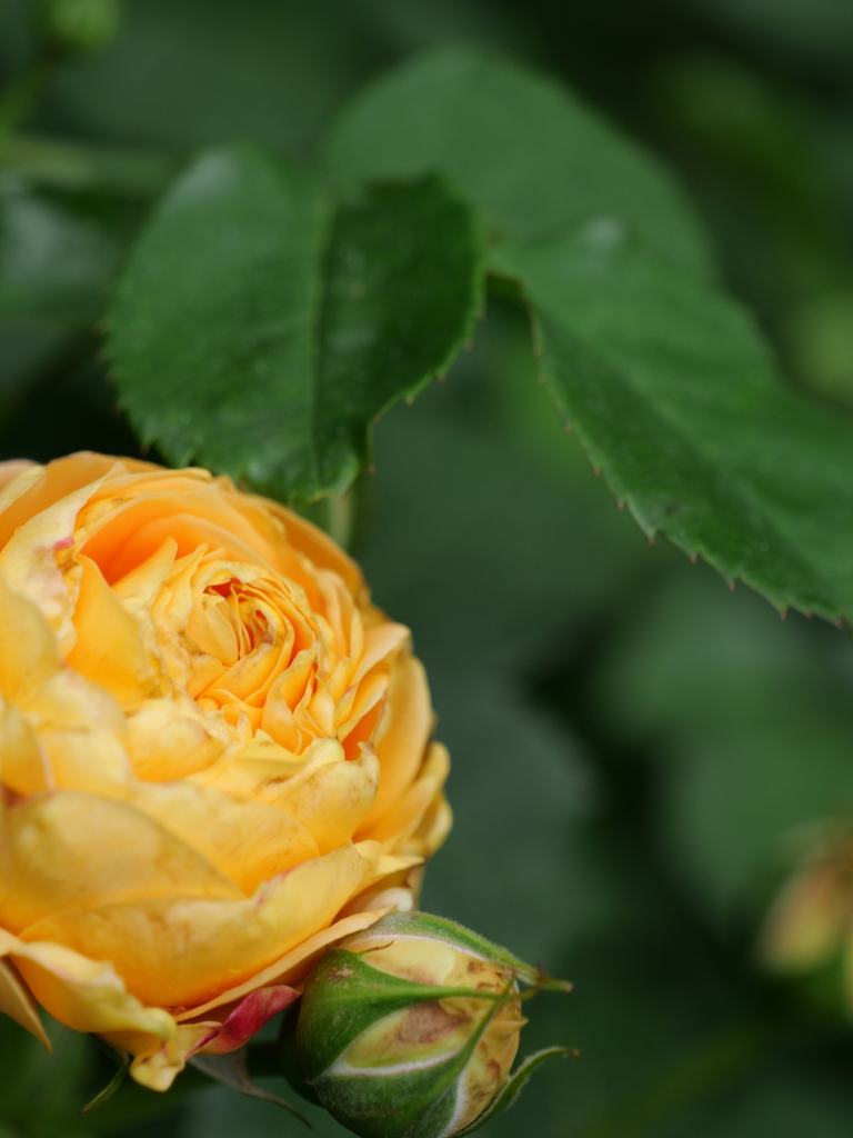 2024-05-01 08_52№(0108).JPG
