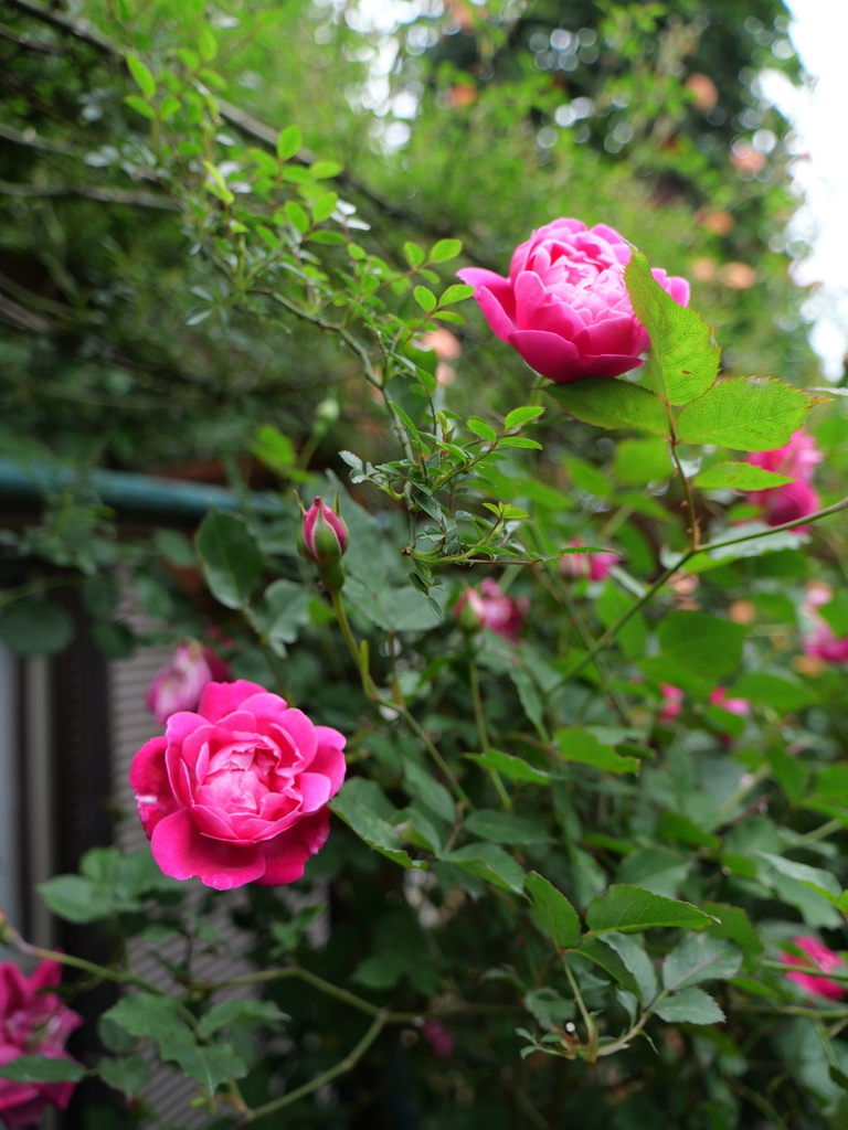 2024-05-01 08_55№(0137).JPG
