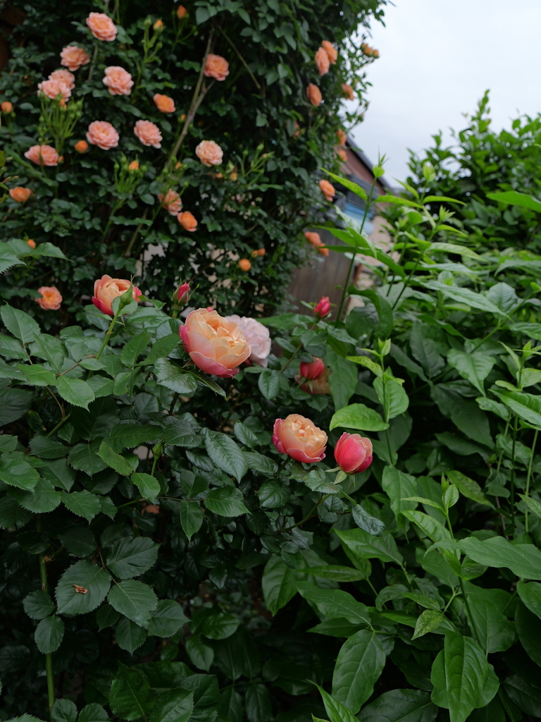 2024-05-01 08_56№(0145).JPG