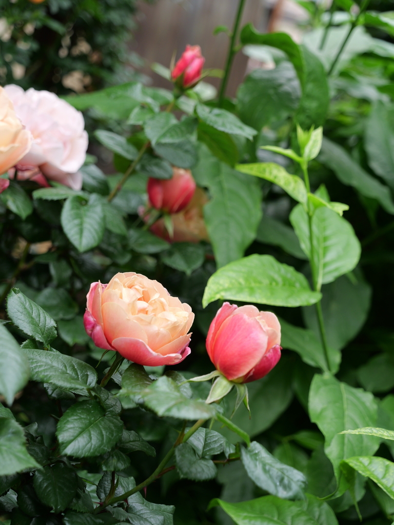 2024-05-01 08_56№(0146).JPG