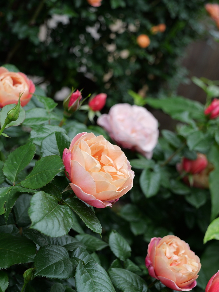 2024-05-01 08_56№(0148).JPG