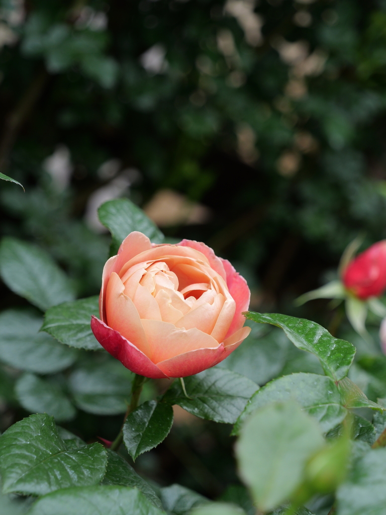 2024-05-01 08_56№(0149).JPG