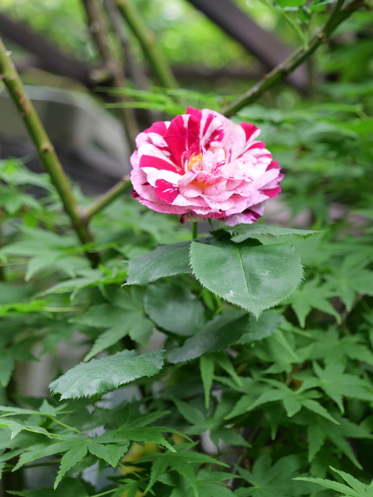 2024-05-01 09_02№(0209).JPG