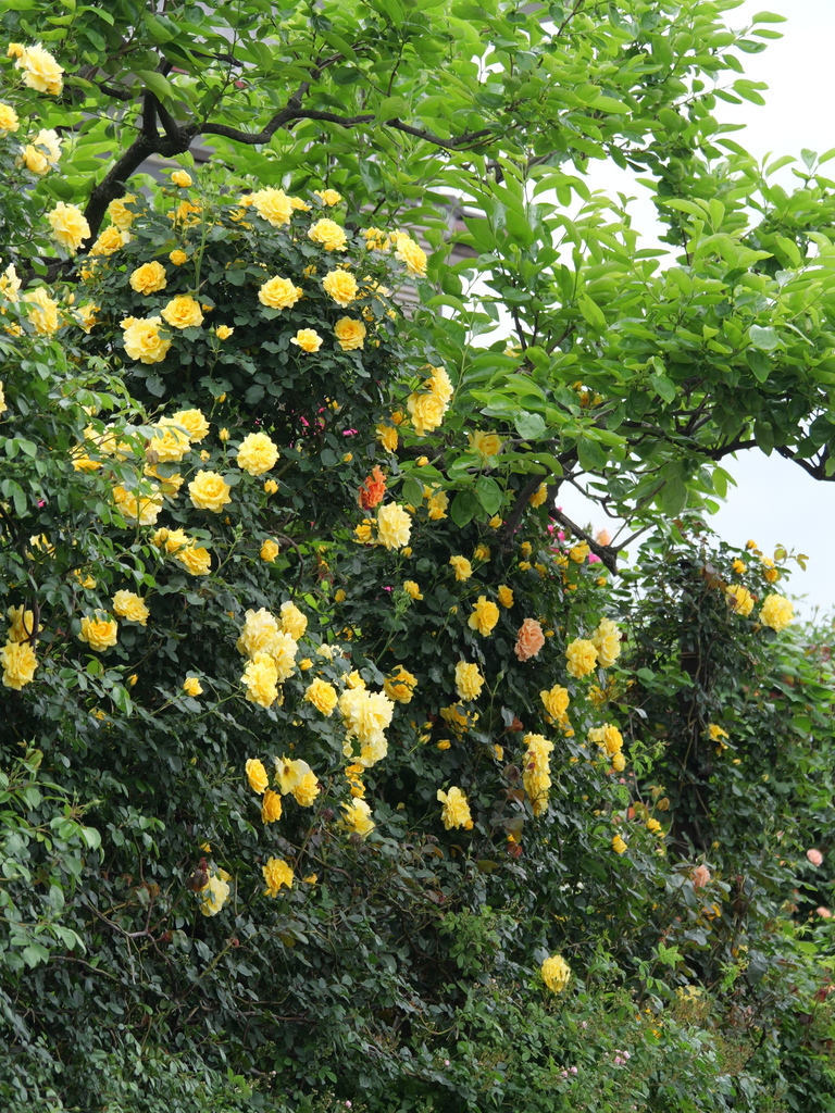 2024-05-01 09_05№(0225).JPG