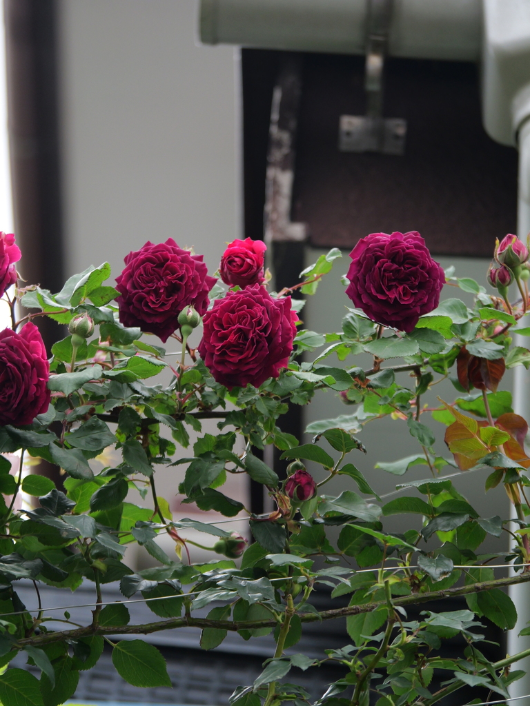 2024-05-01 09_07№(0236).JPG