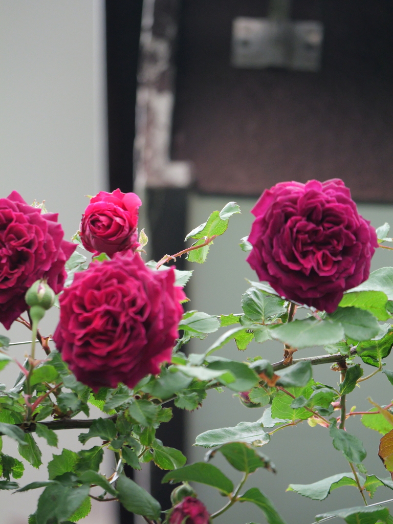 2024-05-01 09_07№(0237).JPG