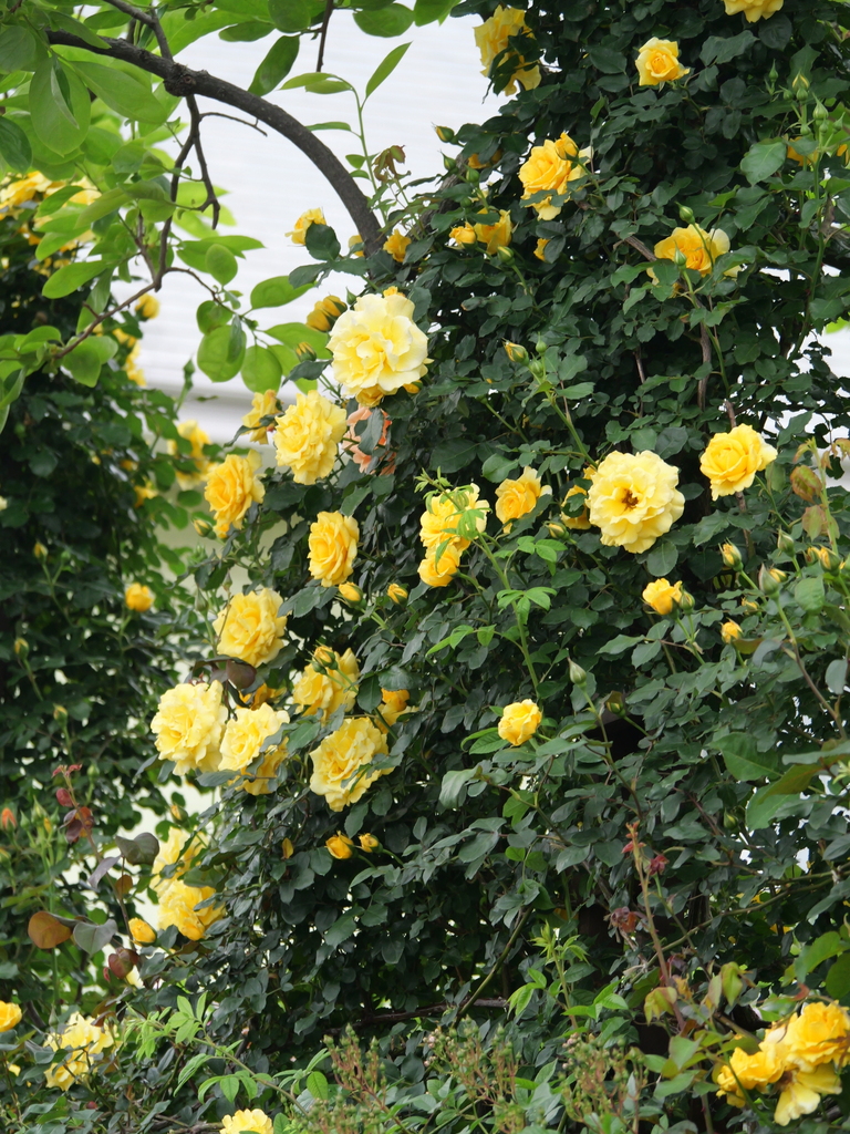 2024-05-01 09_09№(0257).JPG
