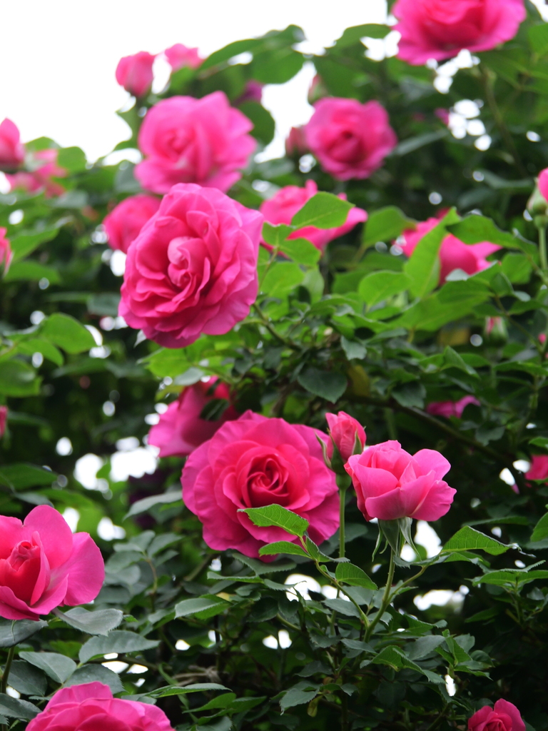 2024-05-01 09_13№(0310).JPG
