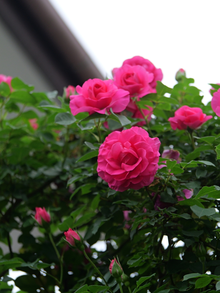 2024-05-01 09_13№(0312).JPG