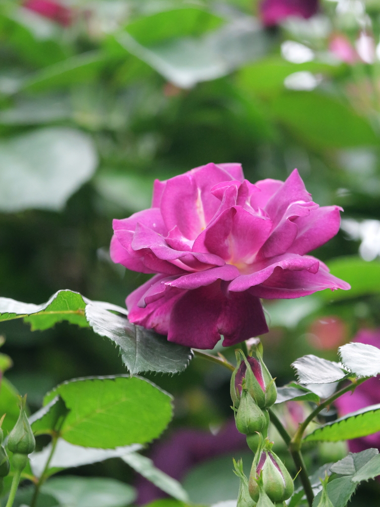 2024-05-01 09_14№(0317).JPG