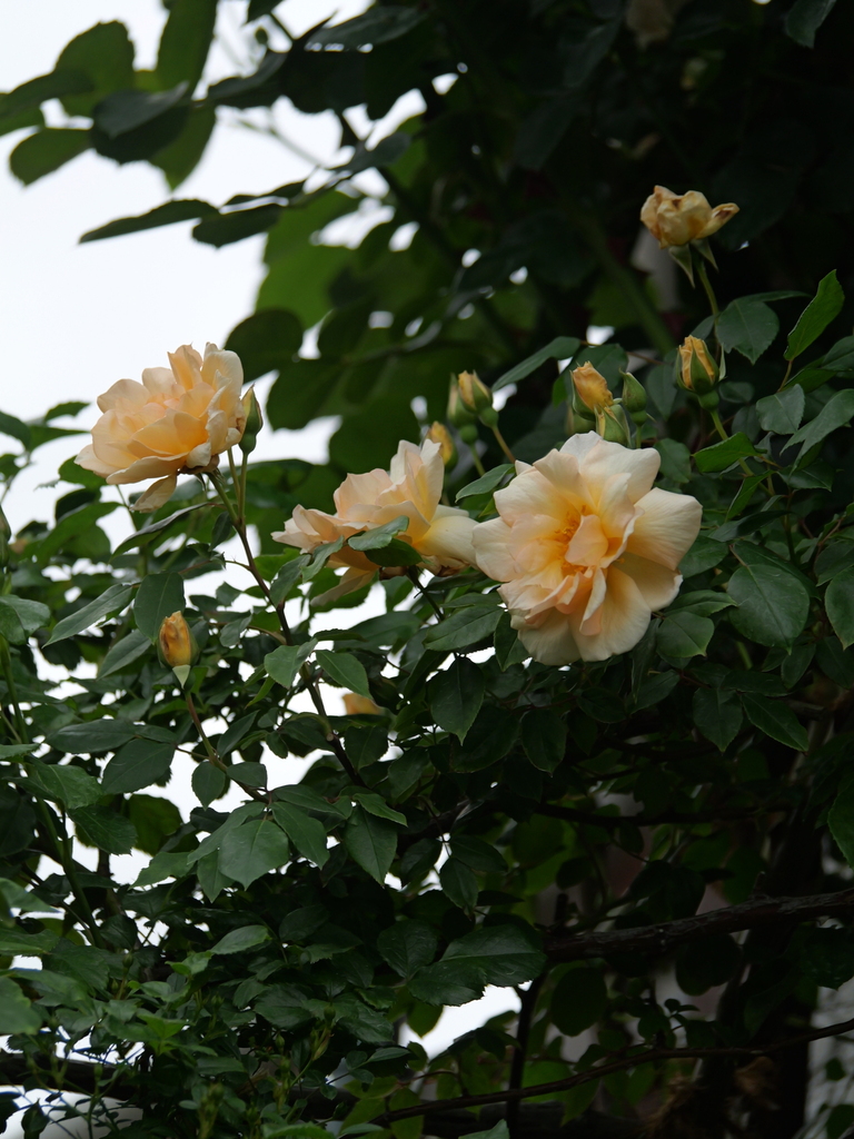 2024-05-01 09_15№(0320).JPG