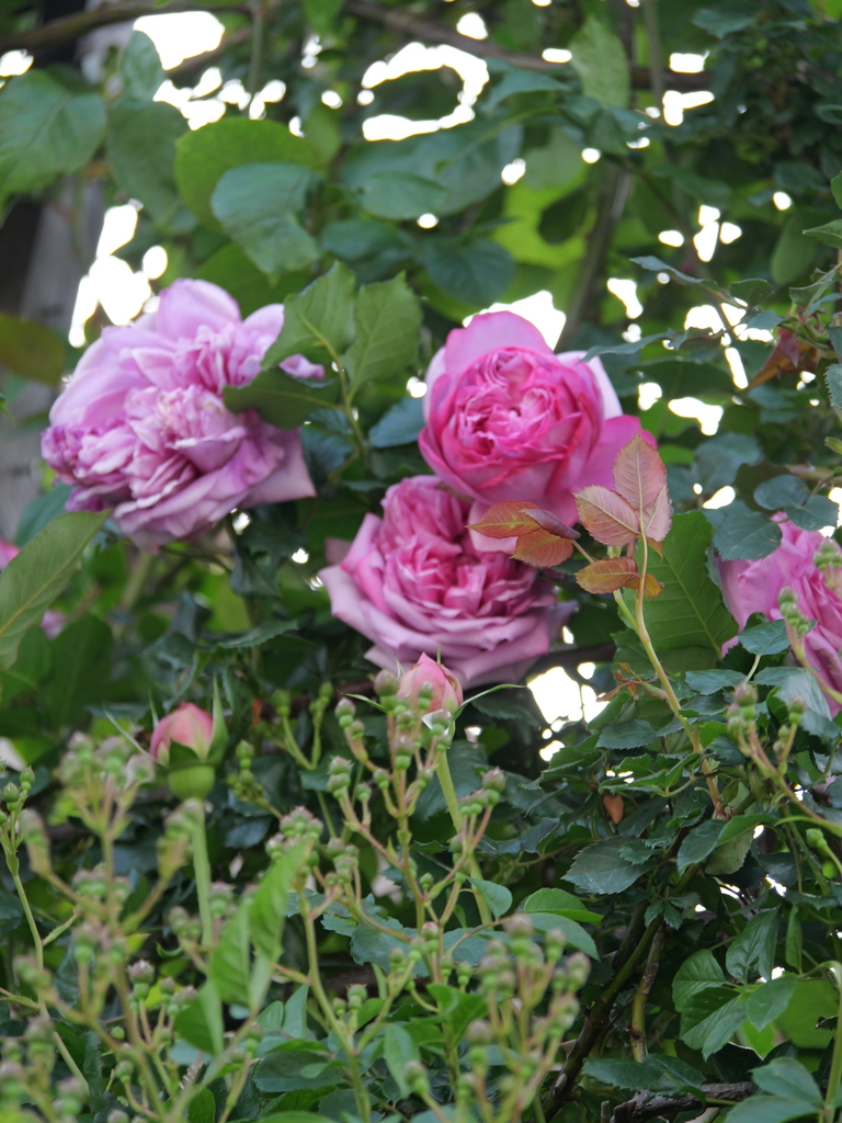 2024-05-02 14_58№(0003).JPG