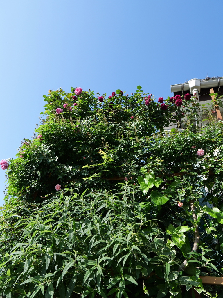 2024-05-03 07_48№(0003).JPG