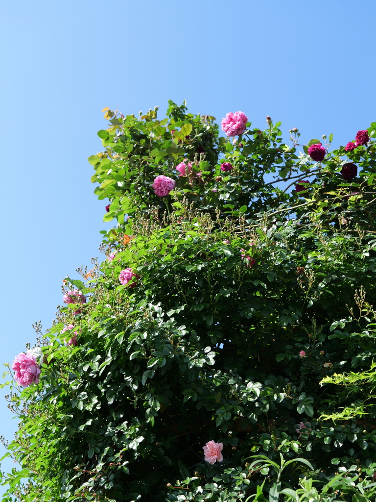 2024-05-03 07_48№(0005).JPG