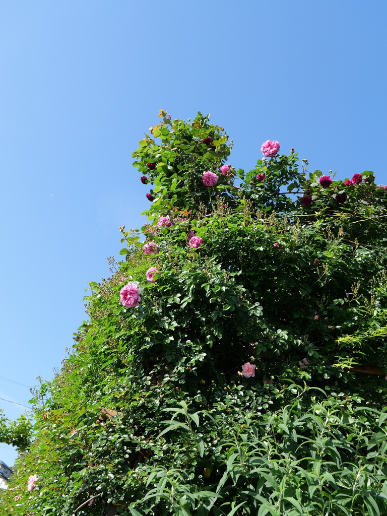 2024-05-03 07_48№(0006).JPG