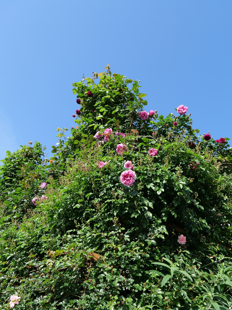 2024-05-03 07_48№(0007).JPG