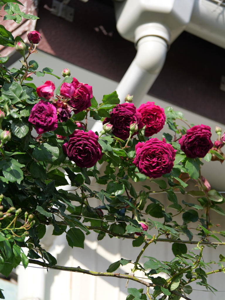2024-05-04 06_54№(0001).JPG